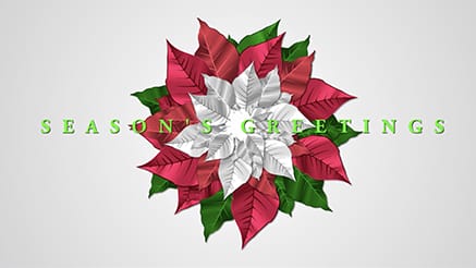 Seasonal Poinsetta